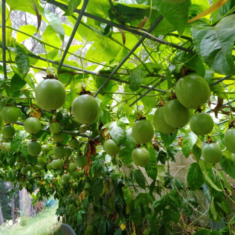 Plant image Passiflora picturata