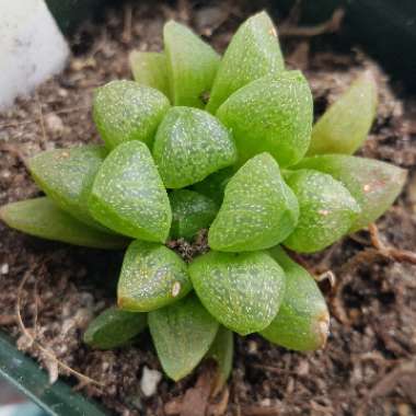 Haworthia turgida var. suberecta