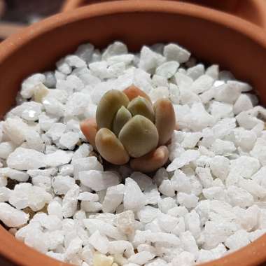 x Pachyveria glauca 'Little Jewel'