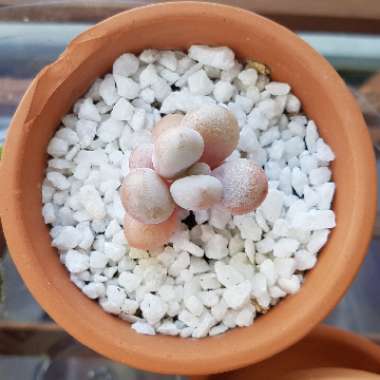 Pachyphytum oviferum