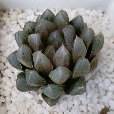 Haworthia cooperi var pilifera