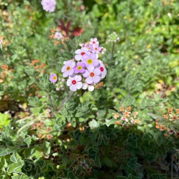 Plant image Androsace lanuginosa