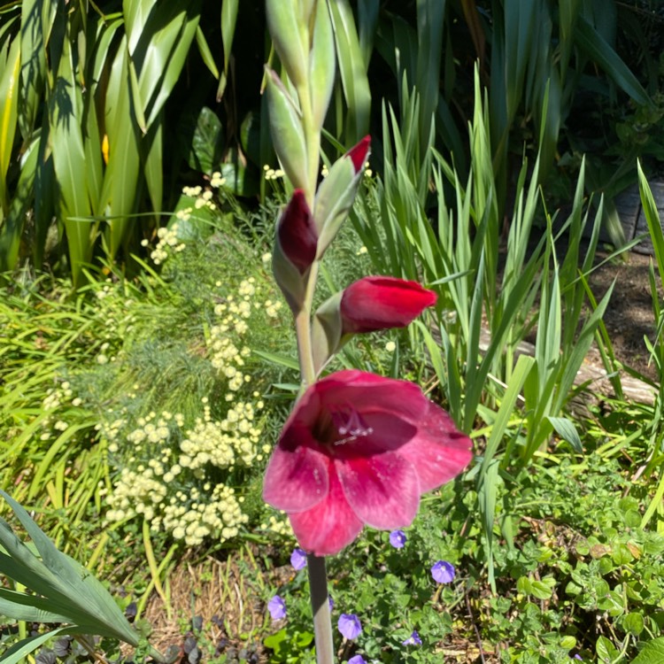 Plant image Gladiolus 'Ruby' syn. Gladiolus papilio 'Ruby'