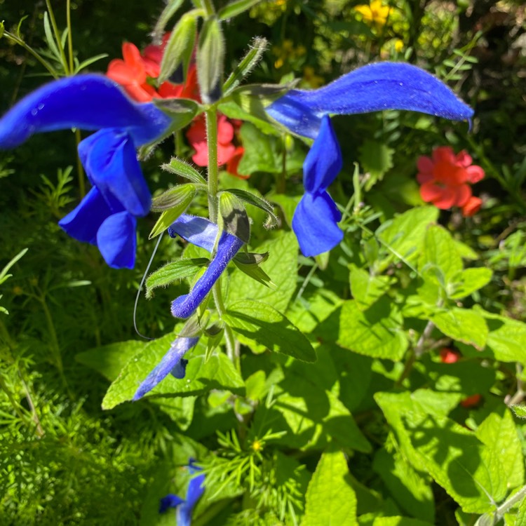 Plant image Salvia patens 'Dark Blue' syn. Salvia patens 'Oxford Blue'