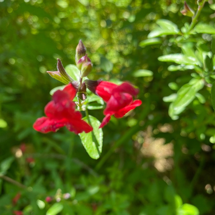 Plant image Salvia microphylla 'Heatwave Blaze'