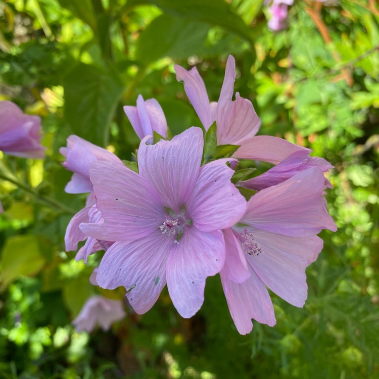 Plant image Malva moschata