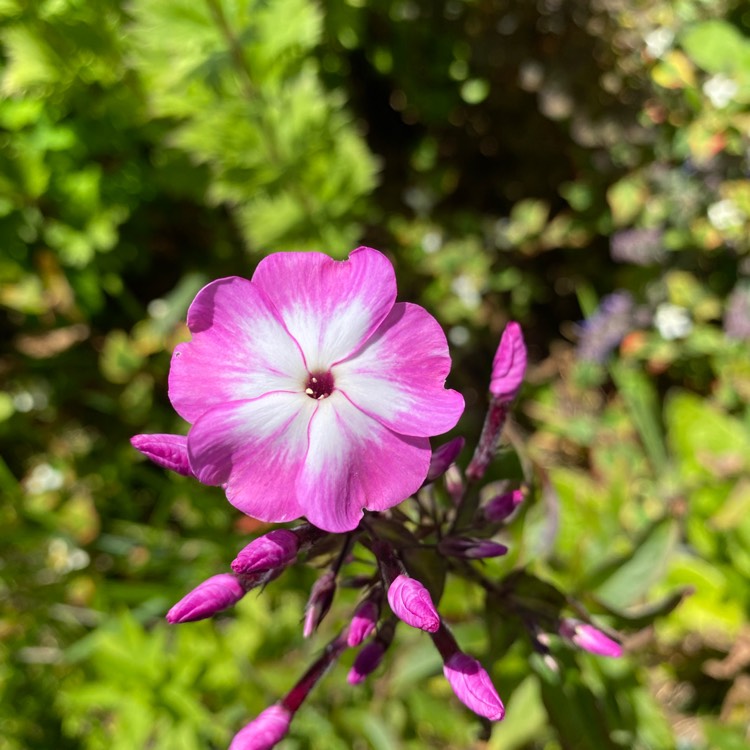 Plant image Phlox paniculata 'Laura'