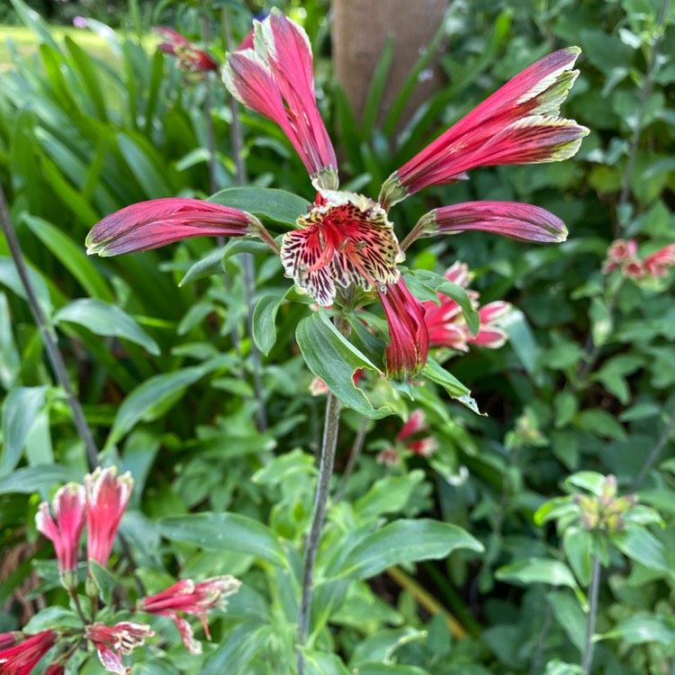 Plant image Alstroemeria psittacina 'Royal Star' syn. Alstroemeria psittacina 'Variegata'