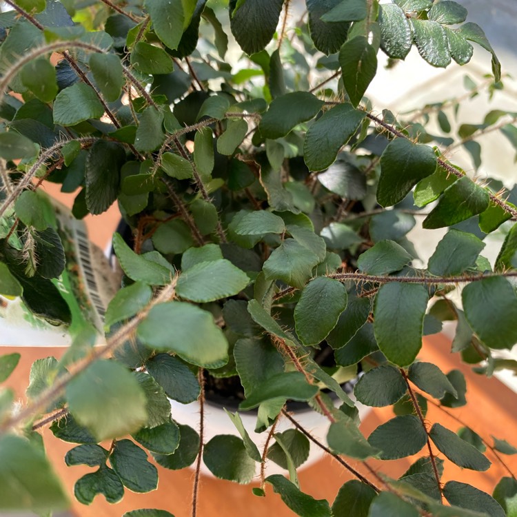 Plant image Pellaea Rotundifolia