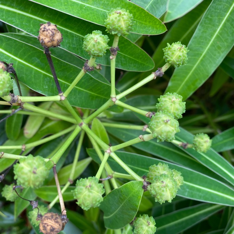 Plant image Euphorbia mellifera