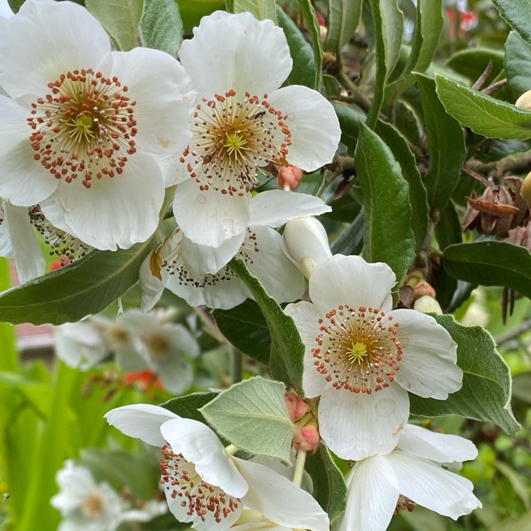 Plant image Eucryphia glutinosa