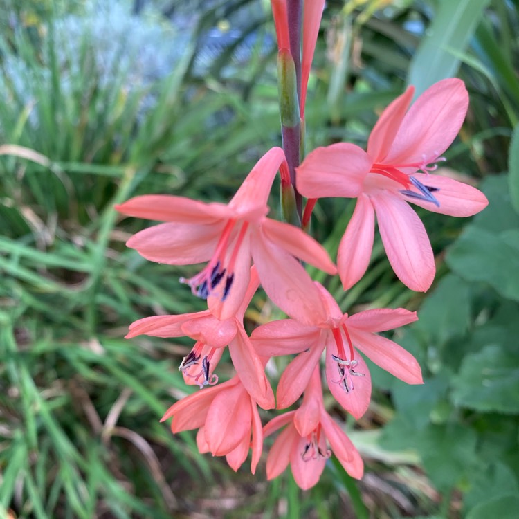 Plant image Watsonia laccata pink-flowered