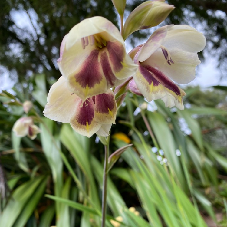 Plant image Gladiolus papilio