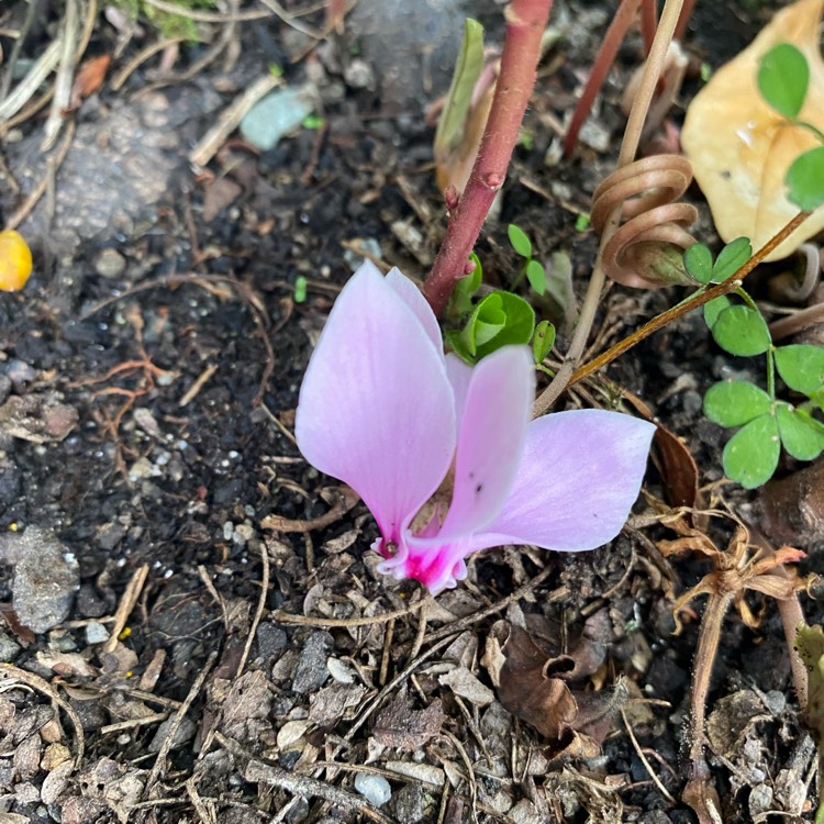 Plant image Cyclamen purpurascens syn. Cyclamen europaeum