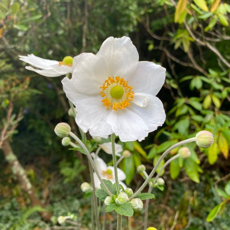 Plant image Anemone sylvestris