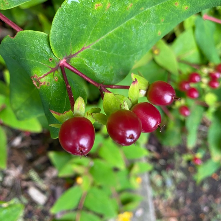 Plant image Hypericum x inodorum 'Magical Red'