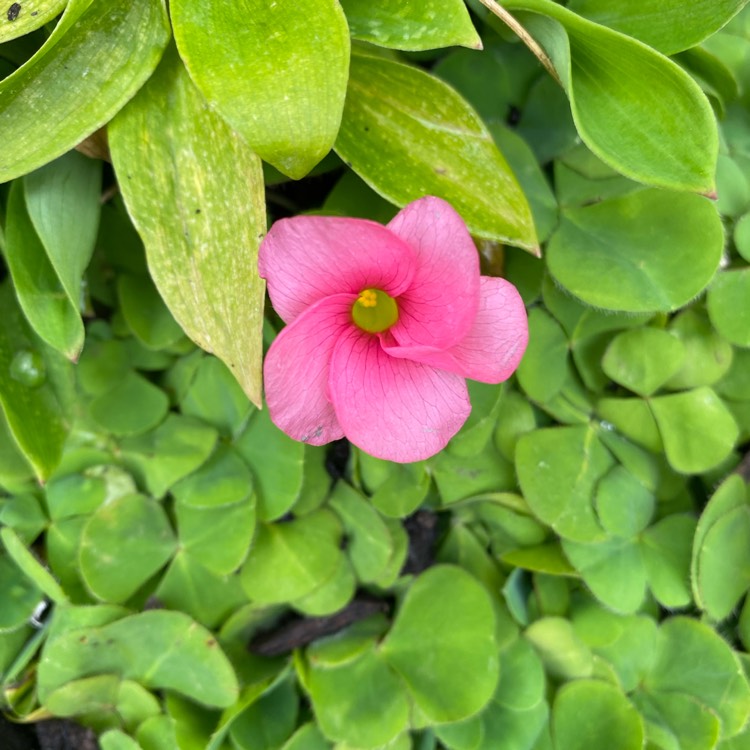 Plant image Oxalis hirta