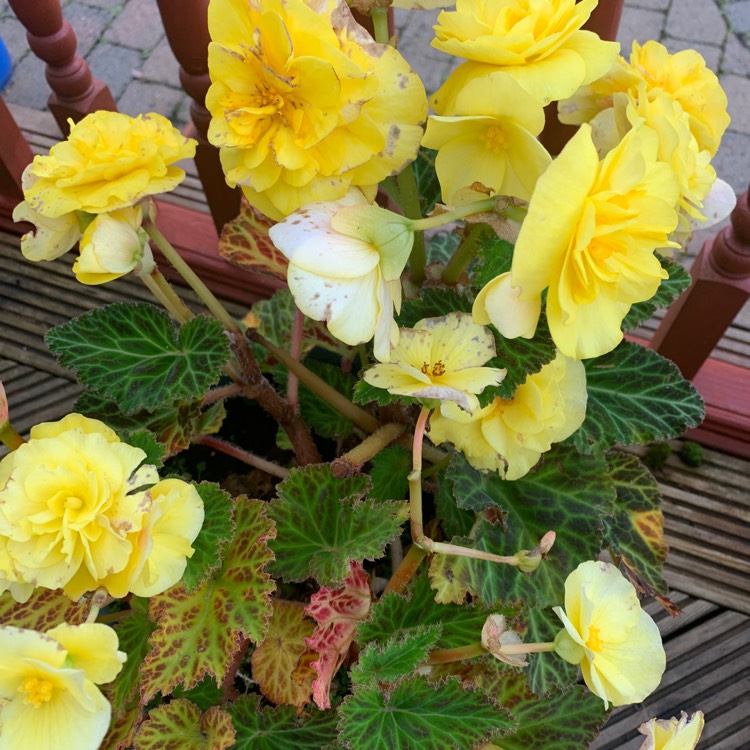 Plant image Begonia 'Nonstop Mocca Yellow' (Nonstop Mocca Series)