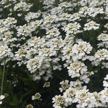 Perennial Candytuft 'Masterpiece'