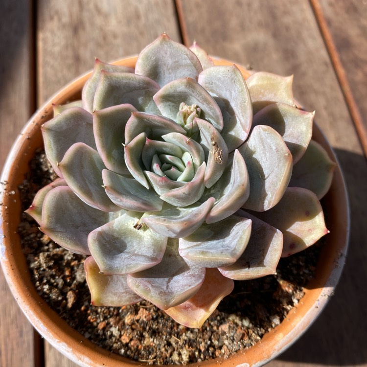 Plant image Echeveria Fiona's Choice 