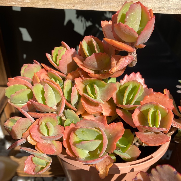 Plant image Kalanchoe pinnata