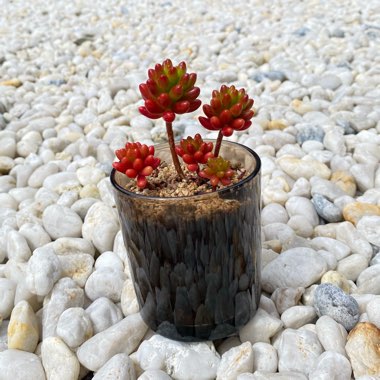 Sedum Rubrotinctum