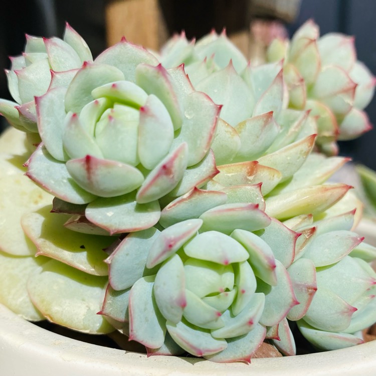 Plant image Echeveria Captain Hay