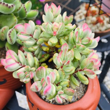 Crassula rogersii Variegated