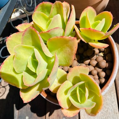 Echeveria Lemon And Lime