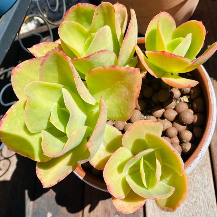 Plant image Echeveria Lemon And Lime