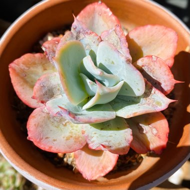 Echeveria Cloudburst