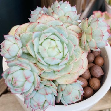 Echeveria Captain Hay