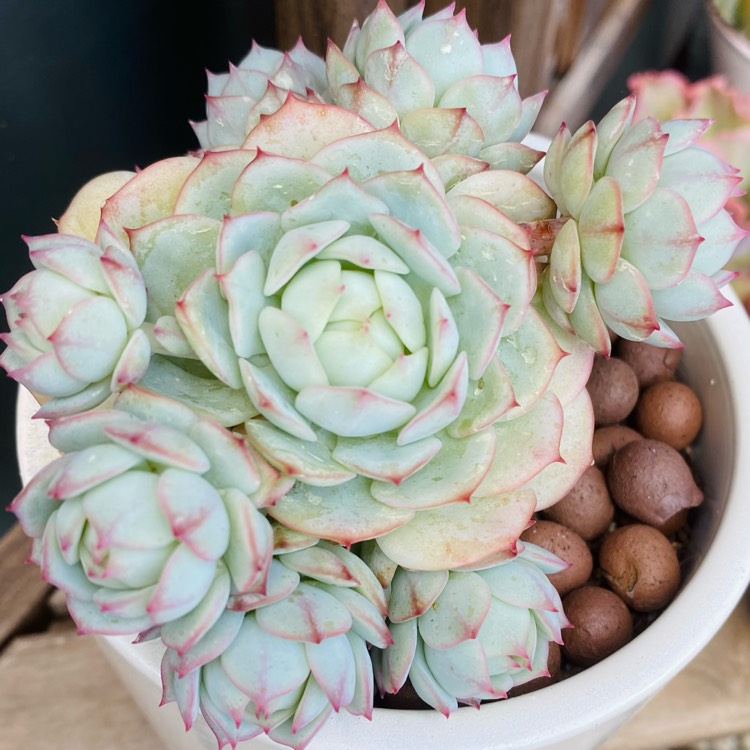 Plant image Echeveria Captain Hay