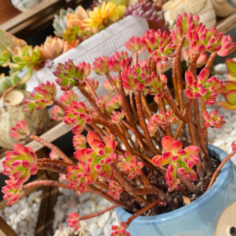 Plant image Echeveria Minibelle