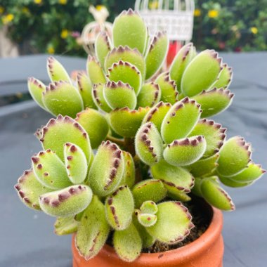 Cotyledon tomentosa