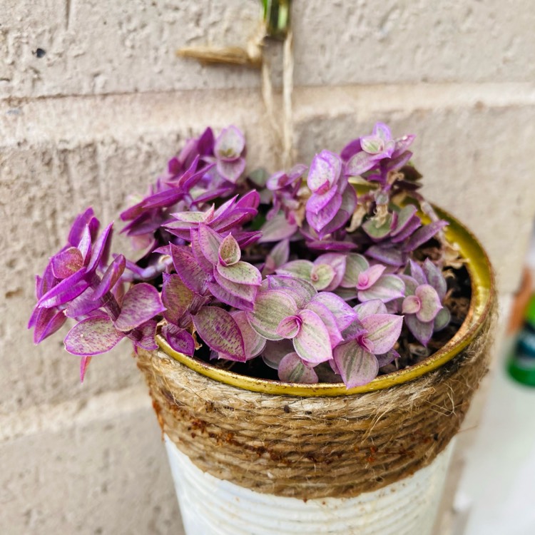 Plant image Callisia Repens Variegata- Pink Lady