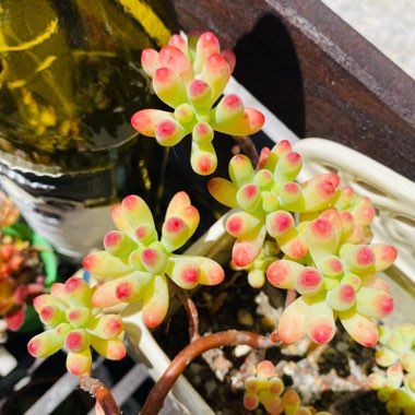 Sedum pachyphyllum