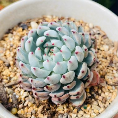 Echeveria cuspidata var. 'Zaragozae' White Form