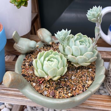 Echeveria Elegans Alba