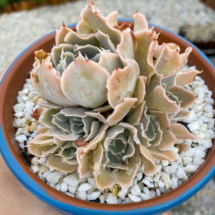 Plant image Echeveria Doppler