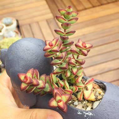 Crassula Tom Thumb