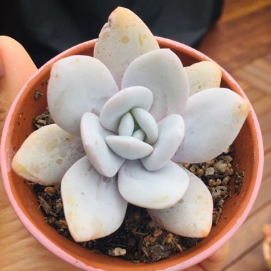 Echeveria laui