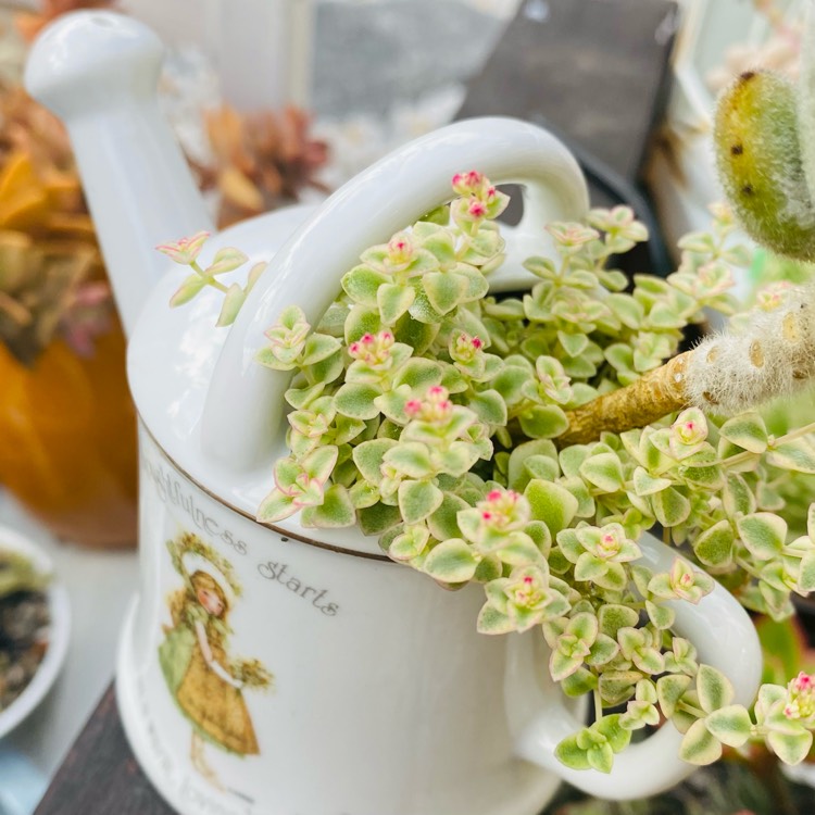 Plant image Kalanchoe tomentosa 'Super Fuzzy'