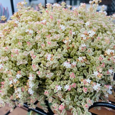 Crassula Pellucida subsp. Marginalis Dwarf Form