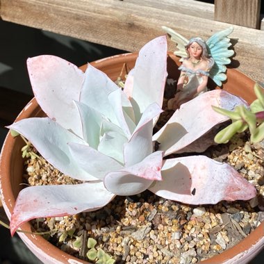 Echeveria Cante