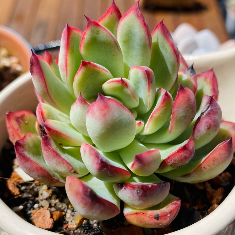 Plant image Echeveria Lotus