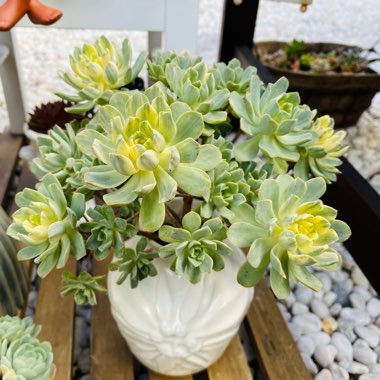 Aeonium Castello-Paivae