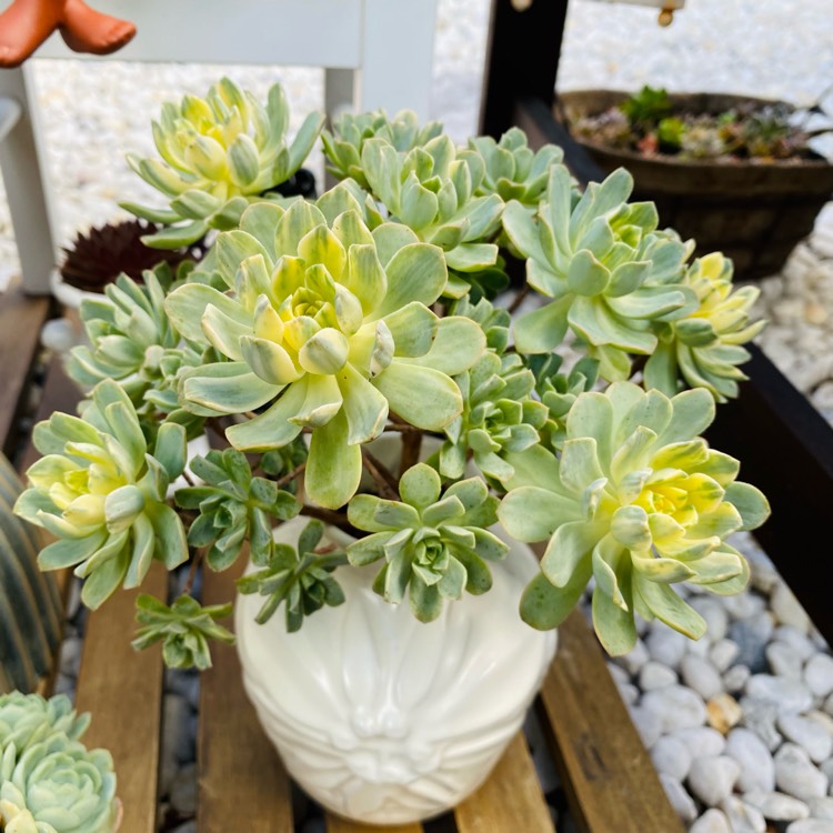 Plant image Aeonium Castello-Paivae