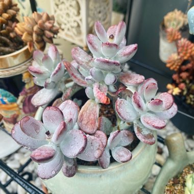 Cotyledon Oophylla