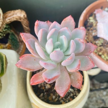 xGraptoveria Orange Sherbet